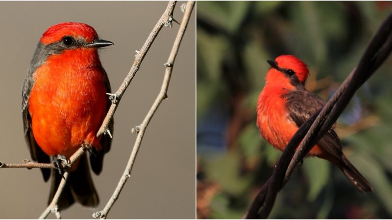 The Vermilion Flycatcher: α Fiery Jewel Gliding Through the Desert Wilderness