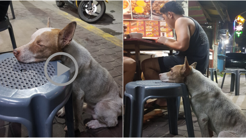 A Heartbreaking Scene: Hungry, Tearful Dog Begs for Compassion by Resting Head on Diner’s Chair