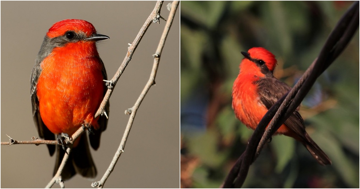 The Vermilion Flycatcher: α Fiery Jewel Gliding Through the Desert Wilderness