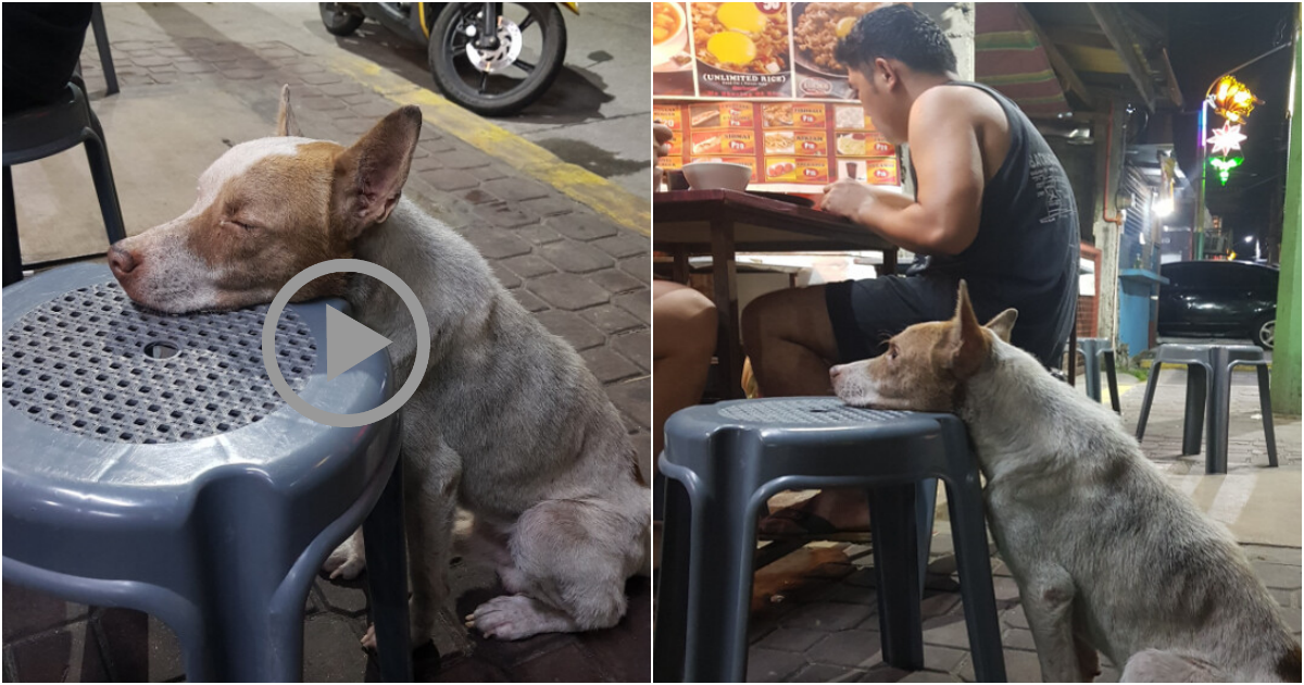 A Heartbreaking Scene: Hungry, Tearful Dog Begs for Compassion by Resting Head on Diner’s Chair