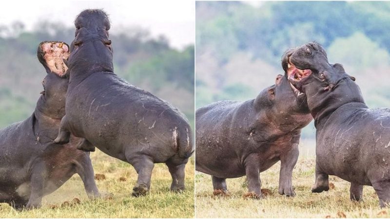 Epic Clash of Hippos: A Fierce Struggle for Dominance