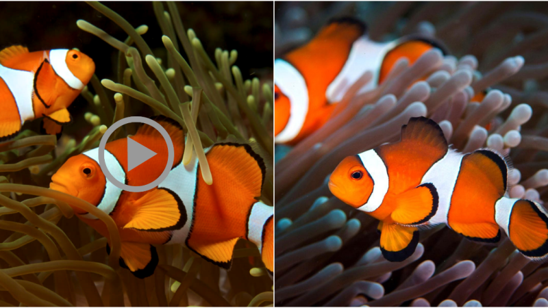 Interesting Discovery About Clownfish