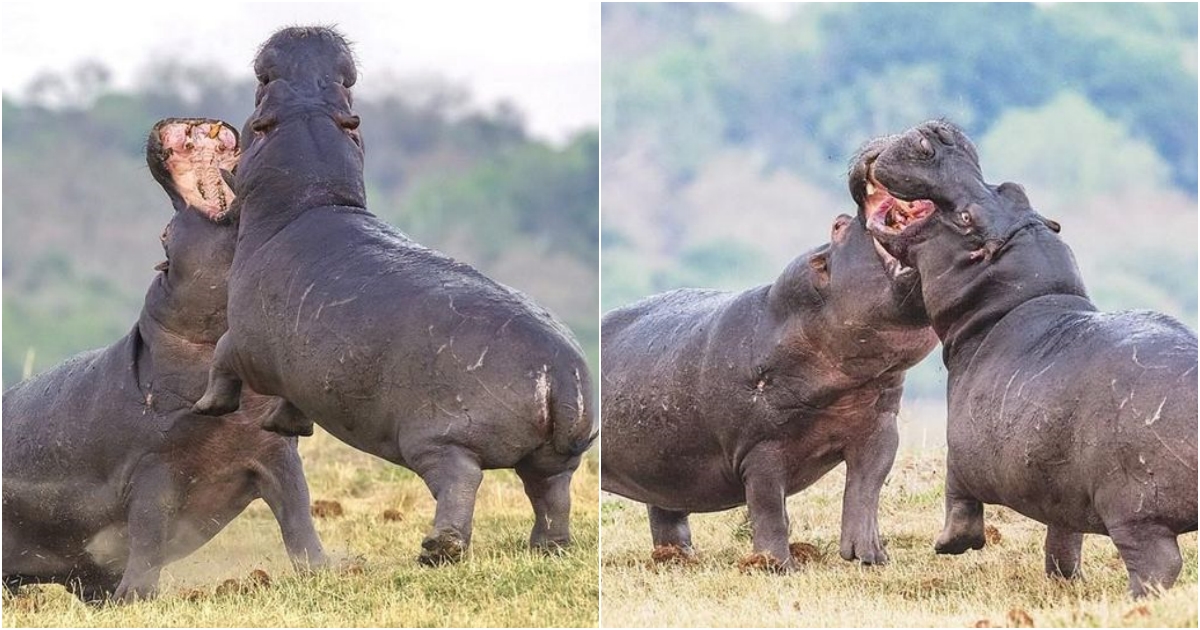 Epic Clash of Hippos: A Fierce Struggle for Dominance