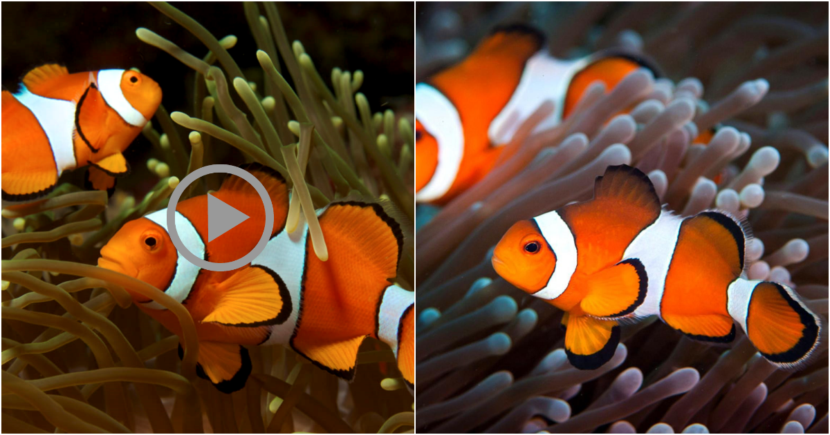 Interesting Discovery About Clownfish