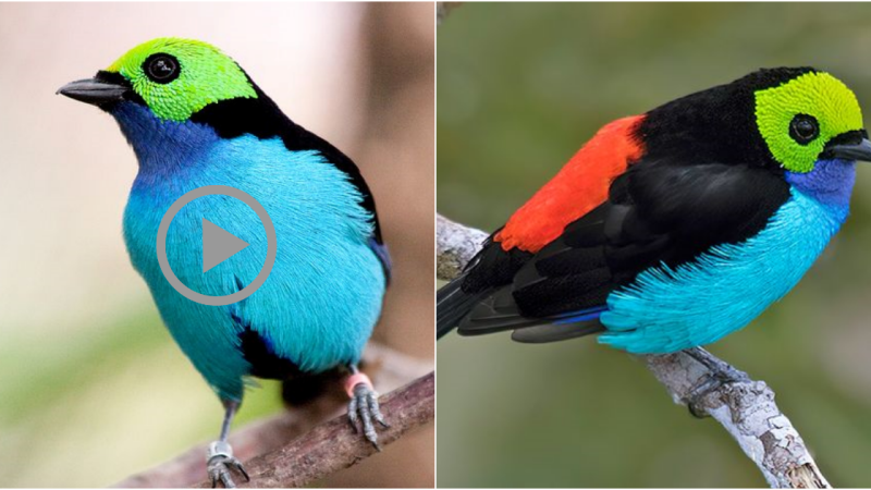 The Paradise Tanager: A Symbol of Beauty and Biodiversity in the South American Rainforest