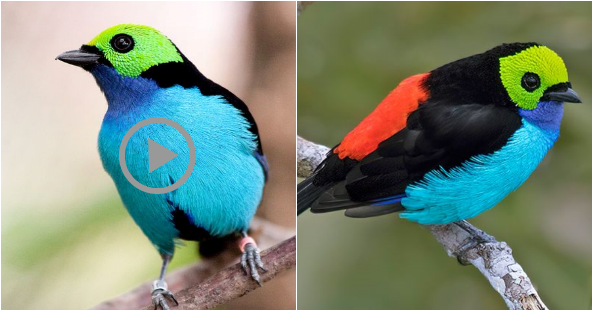 The Paradise Tanager: A Symbol of Beauty and Biodiversity in the South American Rainforest