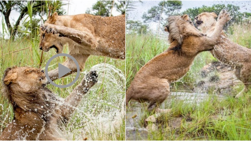 The lionesses fight in the muddy swamp