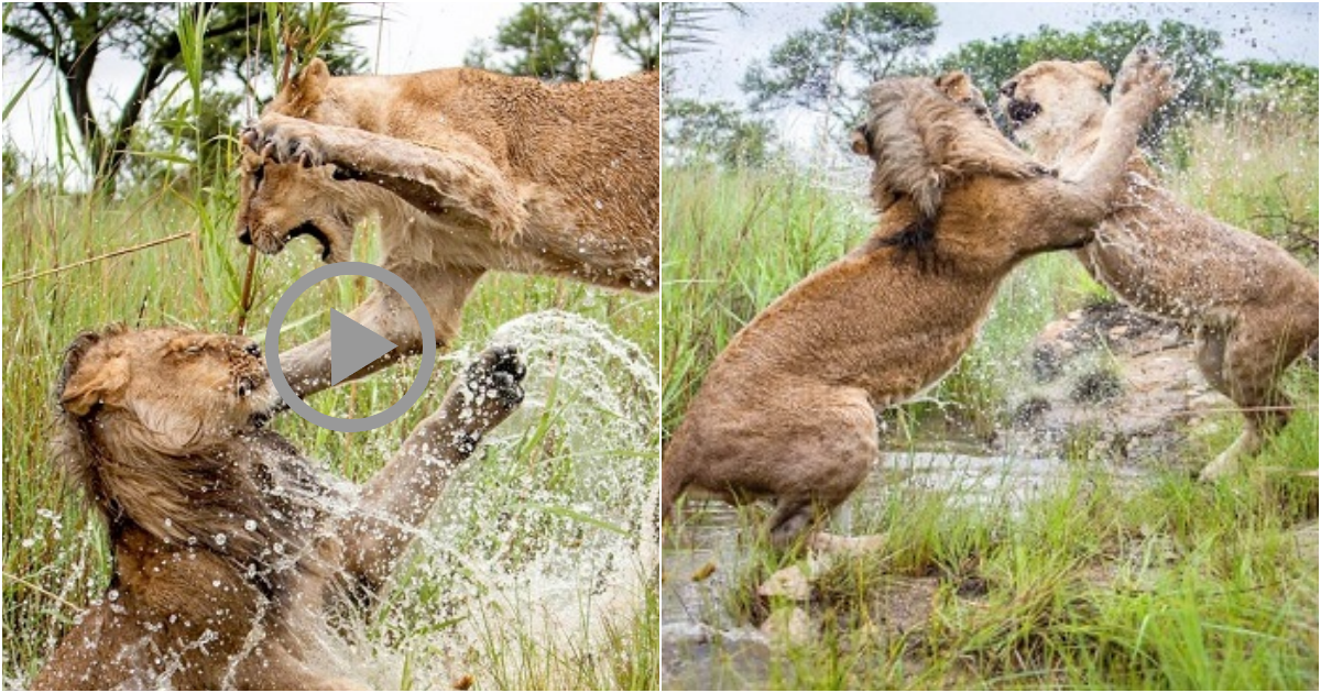 The lionesses fight in the muddy swamp