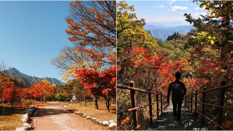 Exploring the Breathtaking Autumn Foliage in South Koreα