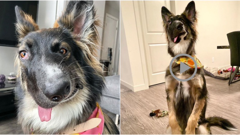 From Tragic Beginnings to Inspiring Journeys: Brodie, the Resilient Therapy Dog with a Disfigured Face