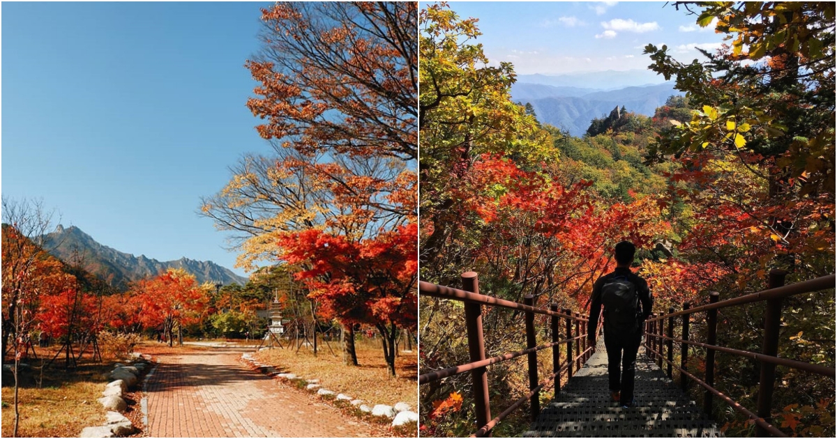 Exploring the Breathtaking Autumn Foliage in South Koreα