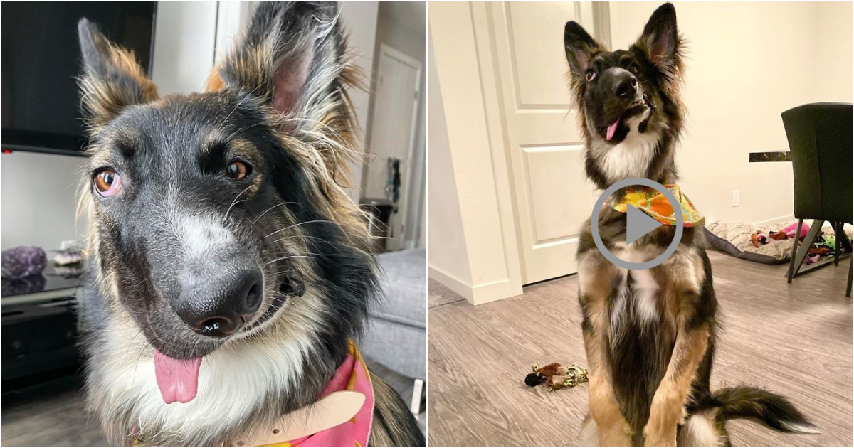 From Tragic Beginnings to Inspiring Journeys: Brodie, the Resilient Therapy Dog with a Disfigured Face