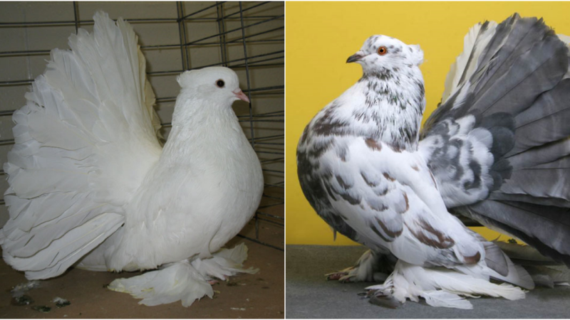 The Enchanting Beauty of the Indian Fantail Pigeon: A Tale of Grace and Elegance