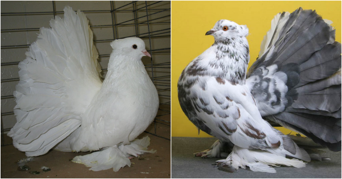 The Enchanting Beauty of the Indian Fantail Pigeon: A Tale of Grace and Elegance