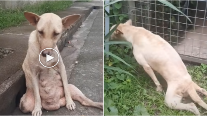 Heartbreaking: Paralyzed Stray Dog Found in Agony on Roadside