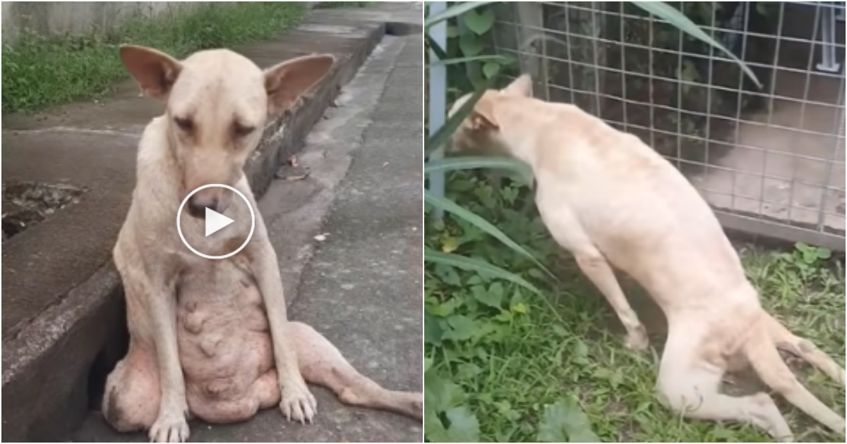 Heartbreaking: Paralyzed Stray Dog Found in Agony on Roadside