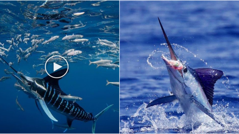 The World’s Fastest Swimmer: The Black Marlin and Other Speedy Fish Part 1