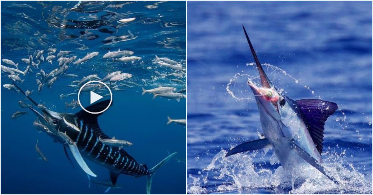The World’s Fastest Swimmer: The Black Marlin and Other Speedy Fish Part 1