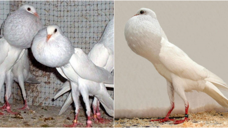 Brunner Pouter Pigeon – The Unique Beauty of the Gentleman in the Bird World