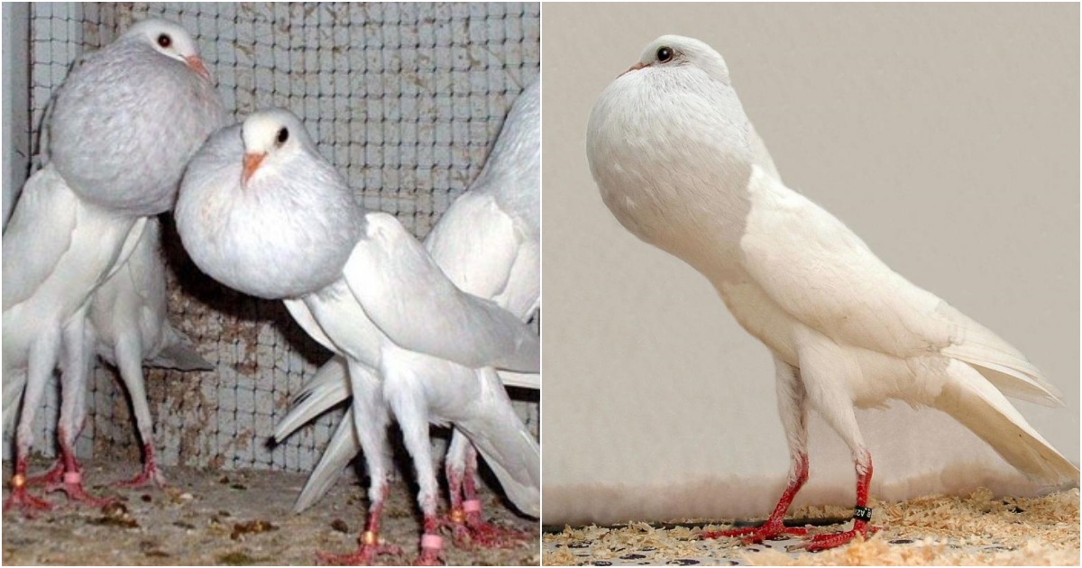 Brunner Pouter Pigeon – The Unique Beauty of the Gentleman in the Bird World