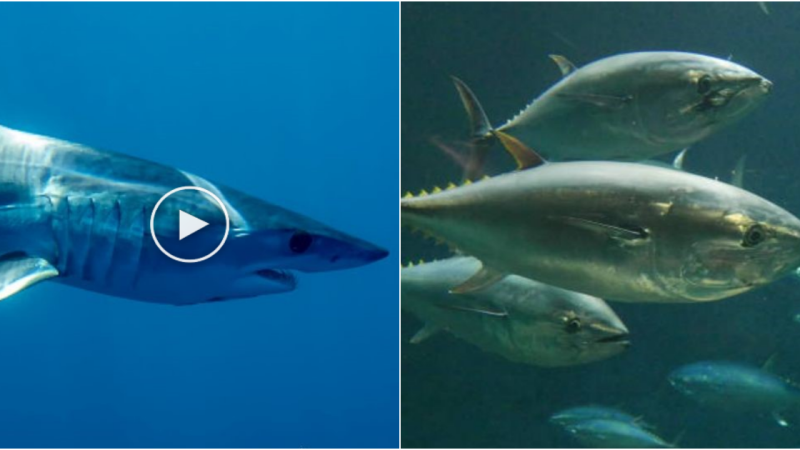 The World’s Fastest Swimmer: The Black Marlin and Other Speedy Fish Part 2