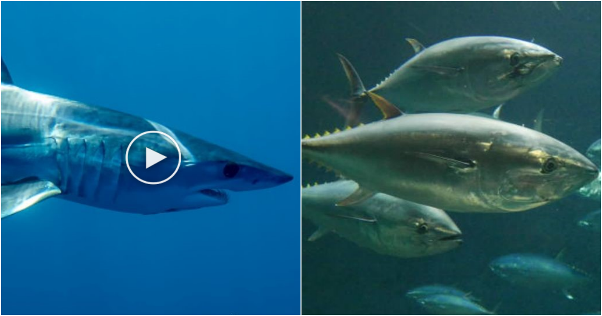 The World’s Fastest Swimmer: The Black Marlin and Other Speedy Fish Part 2