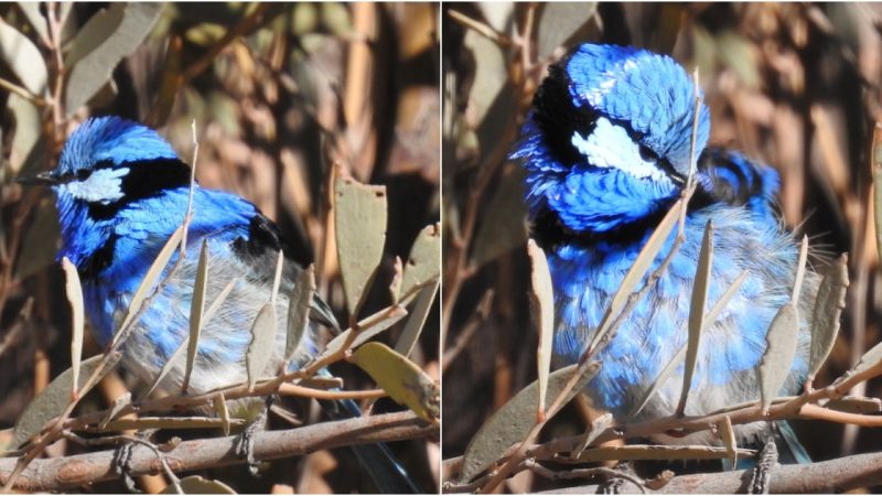 Splendid Fairy-wren: A Delightful Bird of Australia