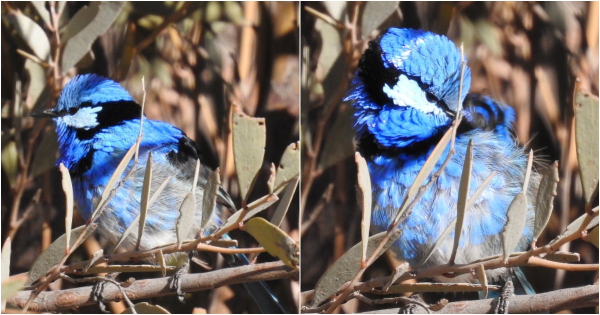 Splendid Fairy-wren: A Delightful Bird of Australia