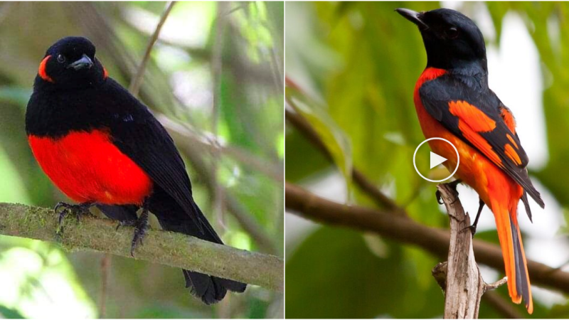 The Enchantment of the Scarlet Minivet: A Radiant Jewel in the Canopy