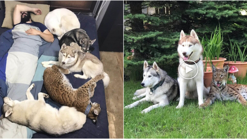 A Fairy Tale Bond: A Baby Lynx Joins the Doggy Gang