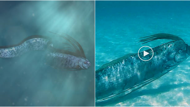 The Giant Oarfish (Regalecus glesne) – A Marvel of the Deep Sea