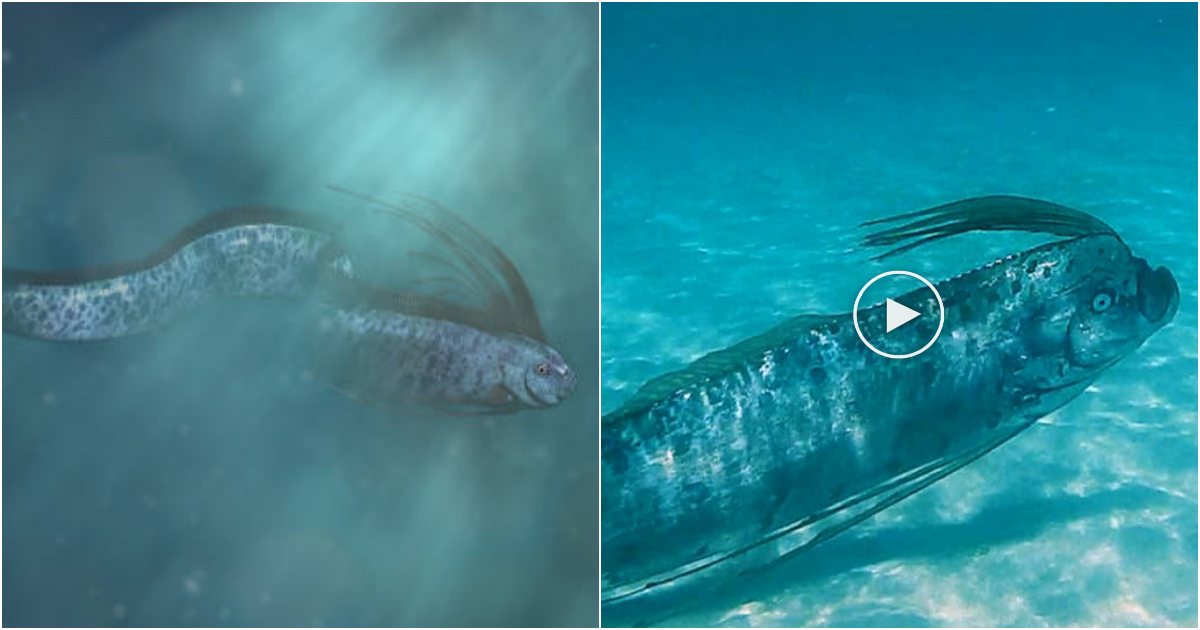 The Giant Oarfish (Regalecus glesne) – A Marvel of the Deep Sea