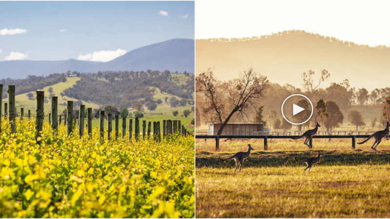 Unveiling the Allure of Autumn in Australia: Orchards, Chocolate, Wine, and the Mesmerizing Vivid Light Festival