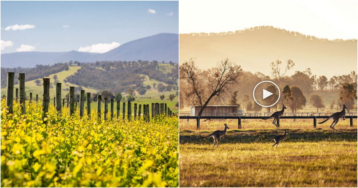 Unveiling the Allure of Autumn in Australia: Orchards, Chocolate, Wine, and the Mesmerizing Vivid Light Festival