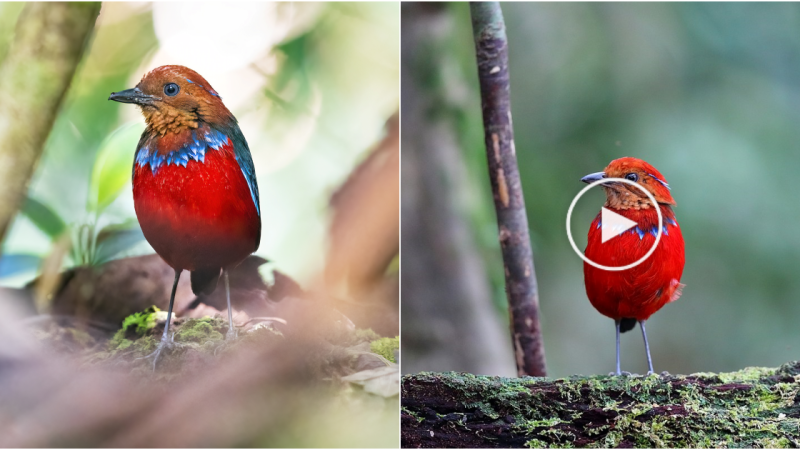 Blue Banded Pitta: A Jewel of the Avian World