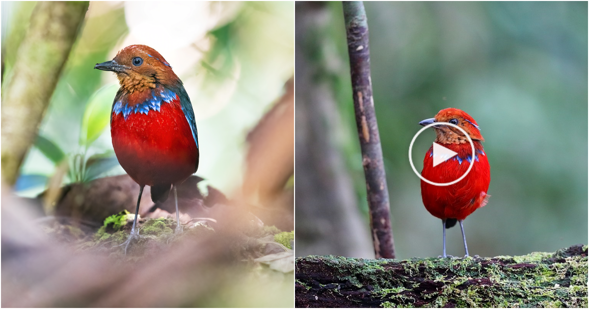 Blue Banded Pitta: A Jewel of the Avian World