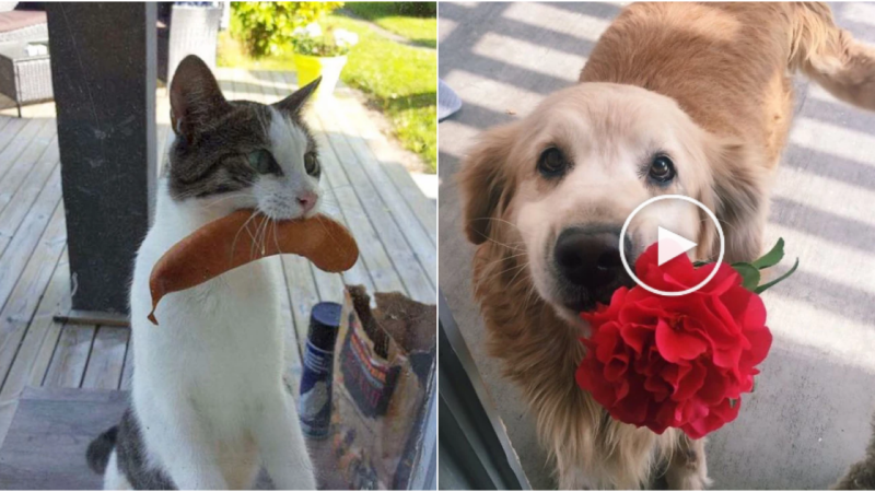 Unconventional Gifts: Tales of Love from Our Beloved Pets