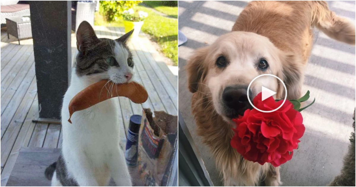 Unconventional Gifts: Tales of Love from Our Beloved Pets