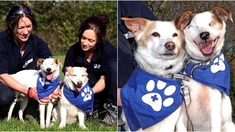 The Extraordinary Bond Between Two Canine Companions: Zac and Lilli