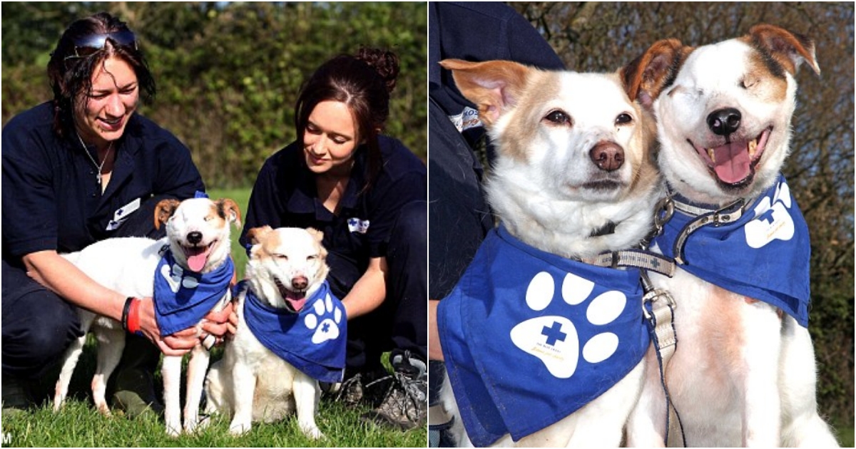 The Extraordinary Bond Between Two Canine Companions: Zac and Lilli