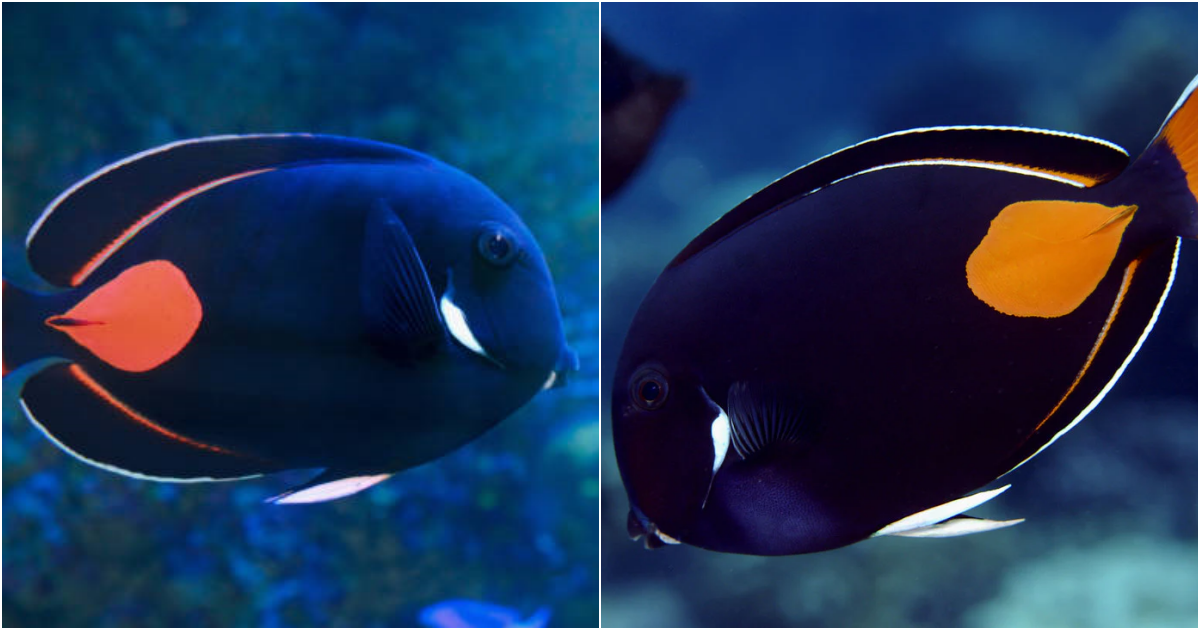 Achilles Tang – Nature’s Living Masterpiece