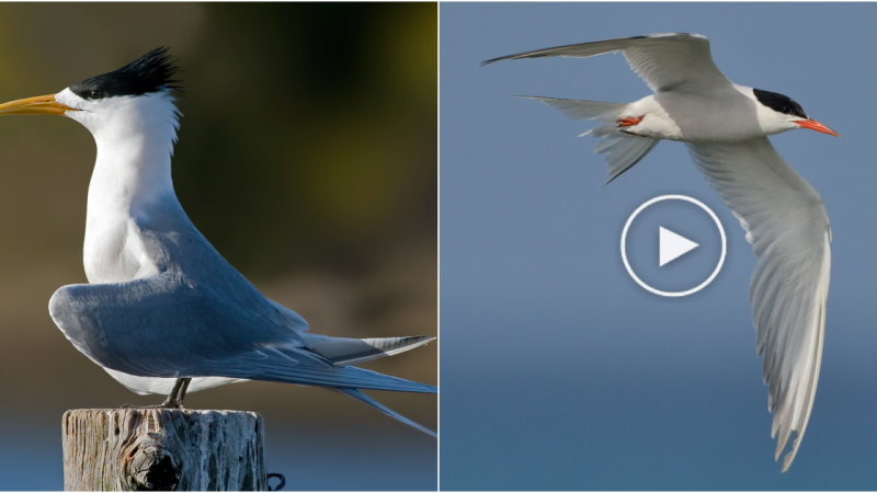 The Sternidae Bird: Graceful Aerial Mariners