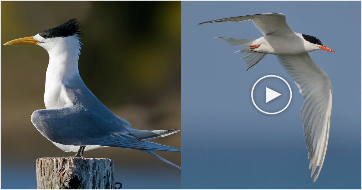 The Sternidae Bird: Graceful Aerial Mariners