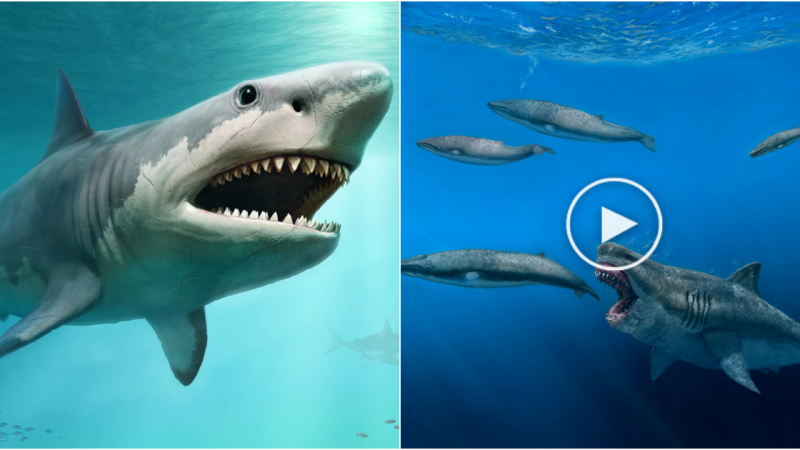 The Mighty Megalodon: A Colossal Shark of the Past