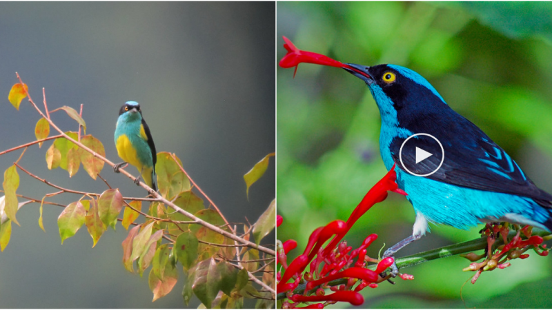 The Enchanting Beauty of the Black-faced Dacnis: A Striking Bird with Captivating Colors