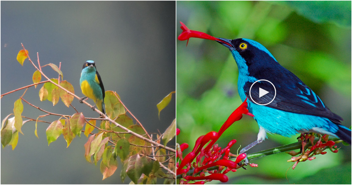The Enchanting Beauty of the Black-faced Dacnis: A Striking Bird with Captivating Colors