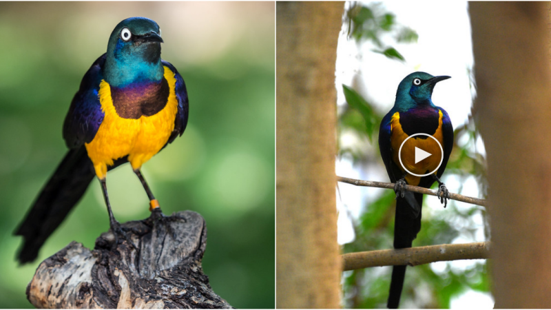 Golden-breasted Starling: A Regal Avian Beauty Shining in Green, Yellow, and Ultraviolet Blue