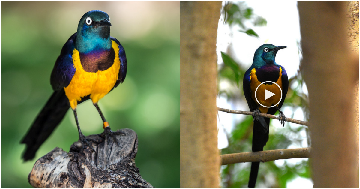 Golden-breasted Starling: A Regal Avian Beauty Shining in Green, Yellow, and Ultraviolet Blue