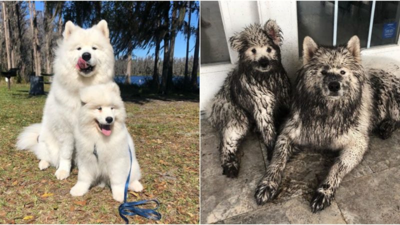 Mischievous Samoyed Duo Turns into Muddy Grizzly Bears, Bringing Joy and Laughter to Their Owner