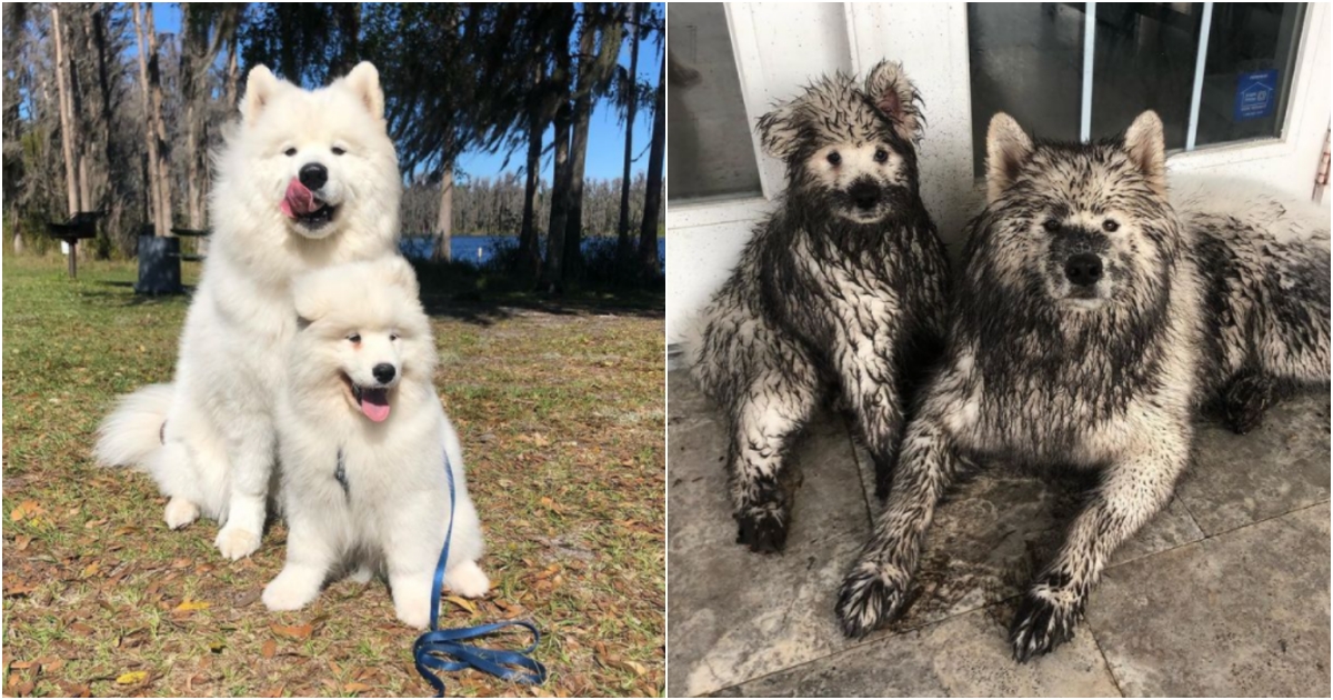 Mischievous Samoyed Duo Turns into Muddy Grizzly Bears, Bringing Joy and Laughter to Their Owner